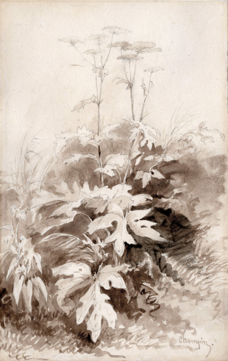 Jean-Jacques CHAMPIN (1796-1860) — Heracleum sphondylium,vers 1837-1840